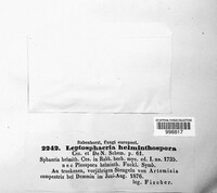 Leptosphaeria helminthospora image